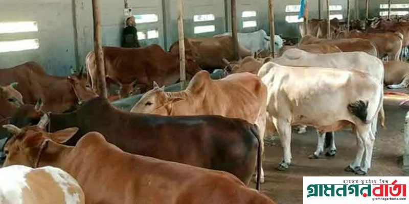 সিলেটে এ বছর কুরবানী পশু প্রস্তুত ৪ লাখ ৩০৩৯৭ সিলেটে এ বছর কুরবানী পশু প্রস্তুত ৪ লাখ ৩০৩৯৭