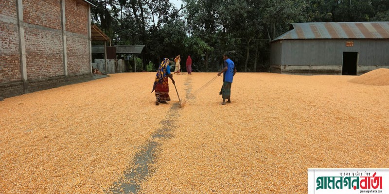 কাউনিয়ায় চরাঞ্চলের কৃষক ভুট্টার ভাল দাম পাচ্ছে কাউনিয়ায় চরাঞ্চলের কৃষক ভুট্টার ভাল দাম পাচ্ছে