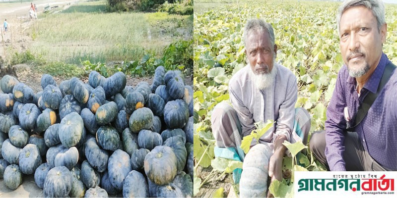 কাউনিয়ায় চরে মিষ্টি কুমড়া চাষে বাজিমাত কাউনিয়ায় চরে মিষ্টি কুমড়া চাষে বাজিমাত
