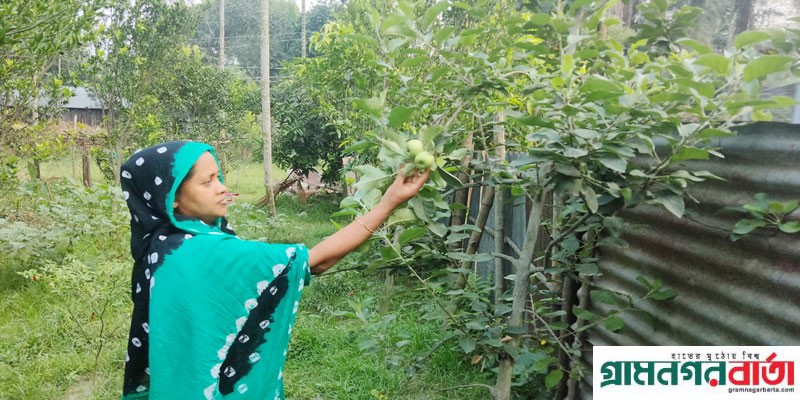 কাউনিয়ায় পরীক্ষামূলক আপেল চাষে সফল চাষী হামিদা খাতুন কাউনিয়ায় পরীক্ষামূলক আপেল চাষে সফল চাষী হামিদা খাতুন