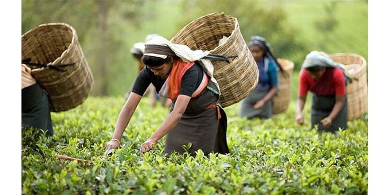আজ জাতীয় চা দিবস আজ জাতীয় চা দিবস