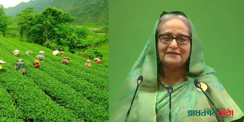 চা দেশের মানুষের আর্থিক সচ্ছলতা এনে দিতে সহায়তা করছে চা দেশের মানুষের আর্থিক সচ্ছলতা এনে দিতে সহায়তা করছে