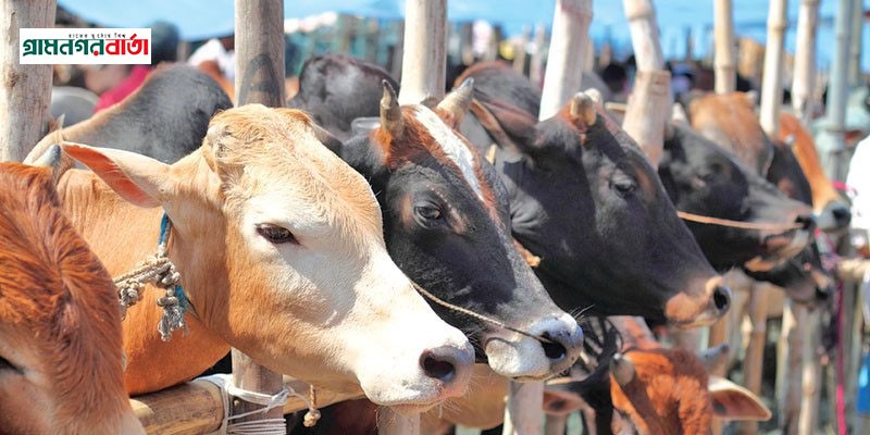 আফতাবনগর পশুর হাটের পুনরায় ইজারা বিজ্ঞপ্তি আফতাবনগর পশুর হাটের পুনরায় ইজারা বিজ্ঞপ্তি