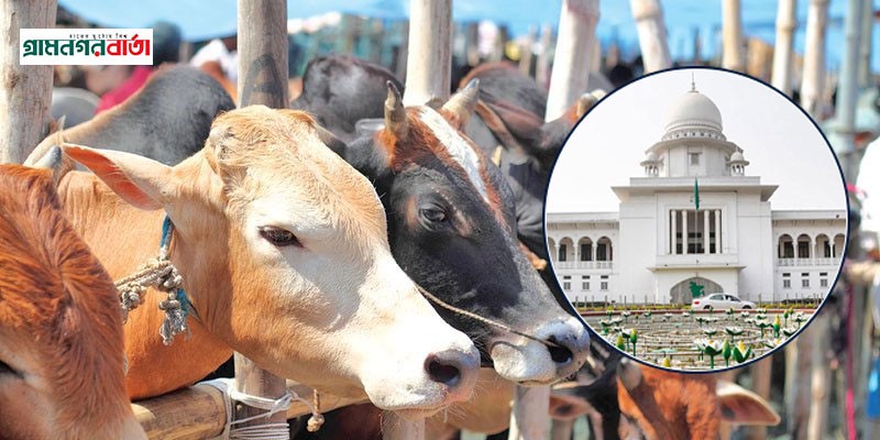 আফতাবনগরে পশুর হাট বসবে না : হাইকোর্টে ডিএসসিসির আইনজীবী আফতাবনগরে পশুর হাট বসবে না : হাইকোর্টে ডিএসসিসির আইনজীবী