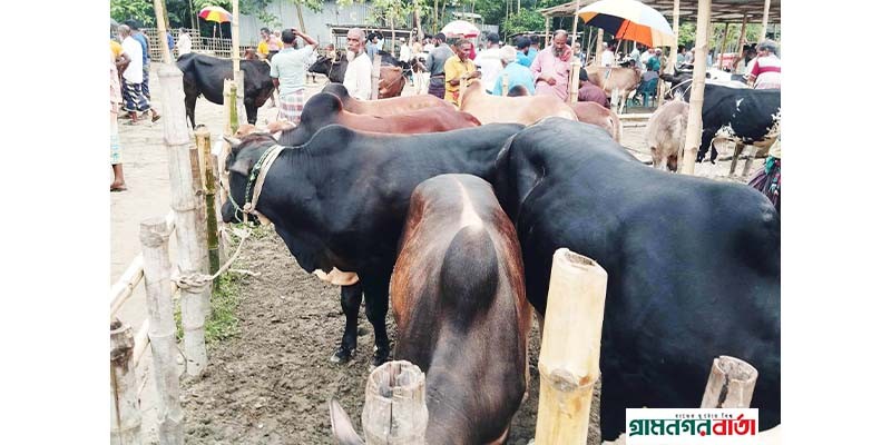 কাউনিয়ায় কোরবানীর পশুর হাটে সক্রিয় দালাল চক্র কাউনিয়ায় কোরবানীর পশুর হাটে সক্রিয় দালাল চক্র
