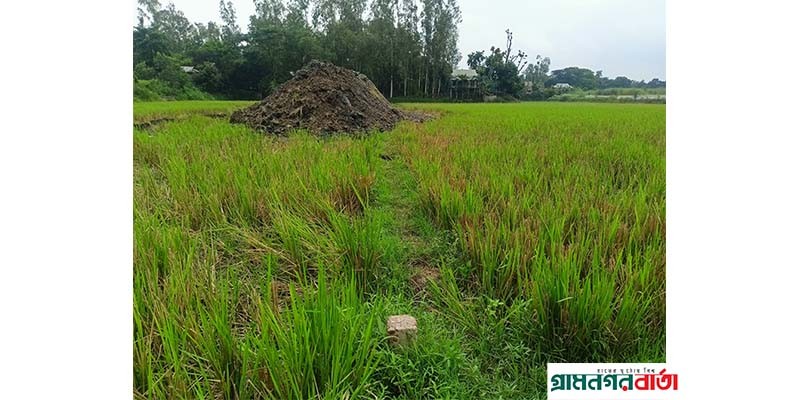 শ্রীনগরে ভেক্যু দিয়ে কৃষি জমি কেটে প্রবসীর জমি দখলের পায়তারা শ্রীনগরে ভেক্যু দিয়ে কৃষি জমি কেটে প্রবসীর জমি দখলের পায়তারা