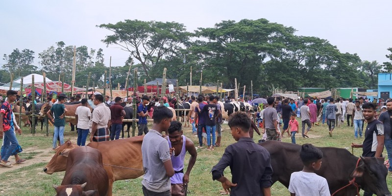 সিরাজদিখানে শেষ মুহূর্তে জমজমাট পশুর হাট সিরাজদিখানে শেষ মুহূর্তে জমজমাট পশুর হাট