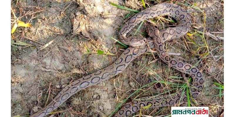 রাসেলস ভাইপারের দংশনে মৃত্যুর চেয়ে সুস্থতার হার বেশি রাসেলস ভাইপারের দংশনে মৃত্যুর চেয়ে সুস্থতার হার বেশি