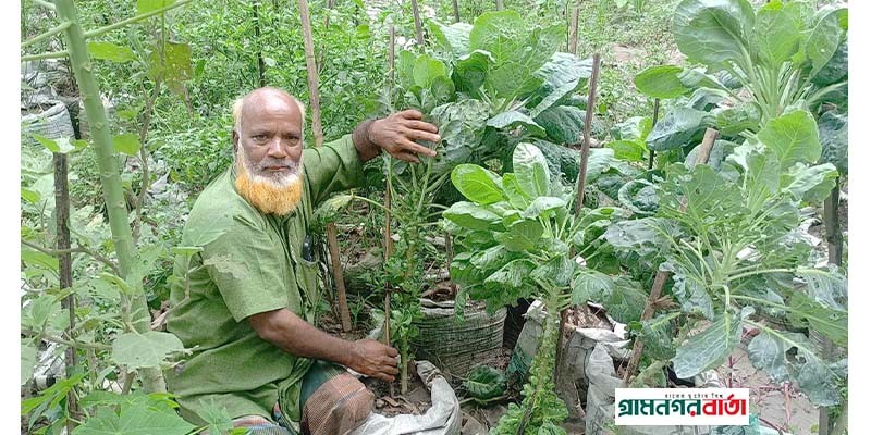 কাউনিয়ায় বস্তায় সবজি চাষে সফলতা কাউনিয়ায় বস্তায় সবজি চাষে সফলতা