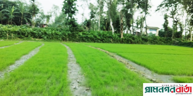 কাউনিয়ায় লক্ষ্যমাত্রার চেয়ে বেশী আমন ধানের বীজতলা কাউনিয়ায় লক্ষ্যমাত্রার চেয়ে বেশী আমন ধানের বীজতলা