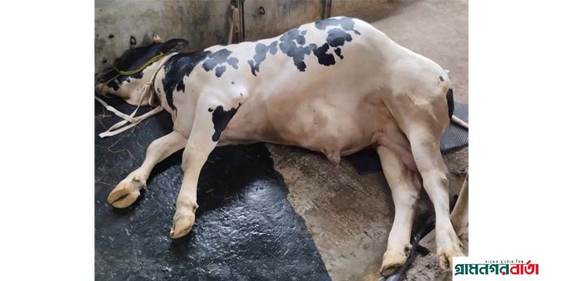 আদমদীঘিতে ক্ষুরা রোগে এক মাসে ৩০টি গরুর মৃত্যু আদমদীঘিতে ক্ষুরা রোগে এক মাসে ৩০টি গরুর মৃত্যু