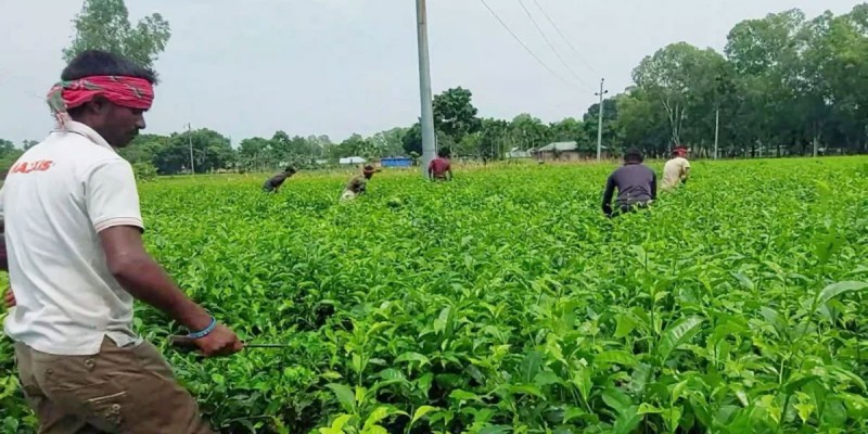 তেতুঁলিয়ায় হ্যাকারে খপ্পরে চা শ্রমিক ‘ ফোন থেকে তুলে নেওয়া হচ্ছে টাকা তেতুঁলিয়ায় হ্যাকারে খপ্পরে চা শ্রমিক ‘ ফোন থেকে তুলে নেওয়া হচ্ছে টাকা