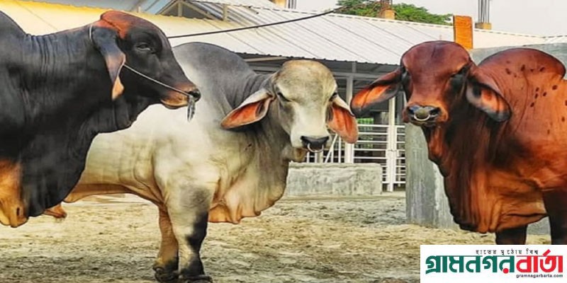 সাদিক অ্যাগ্রোতে আবারও অভিযান, নিষিদ্ধ আরও ৬ ব্রাহমা গরু জব্দ সাদিক অ্যাগ্রোতে আবারও অভিযান, নিষিদ্ধ আরও ৬ ব্রাহমা গরু জব্দ