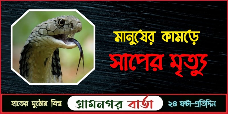 মানুষের কামড়ে সাপের মৃত্যু মানুষের কামড়ে সাপের মৃত্যু