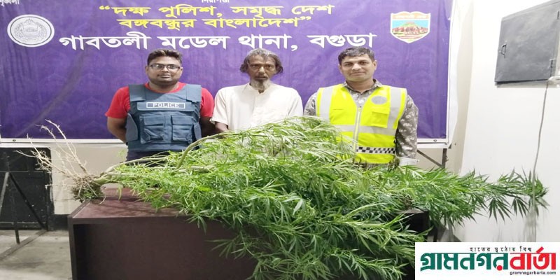 গাবতলীতে গাঁজার গাছসহ একজন গ্রেফতার গাবতলীতে গাঁজার গাছসহ একজন গ্রেফতার