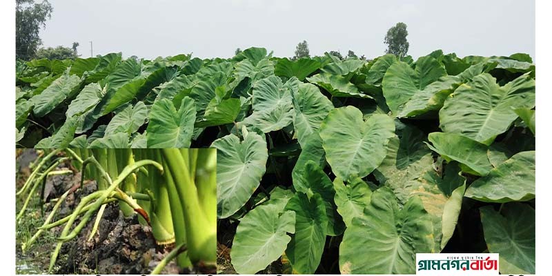 কাউনিয়ার টেপামধুপুরে কচুর লতিতে কৃষকের ভাগ্যবদলের স্বপ্ন কাউনিয়ার টেপামধুপুরে কচুর লতিতে কৃষকের ভাগ্যবদলের স্বপ্ন