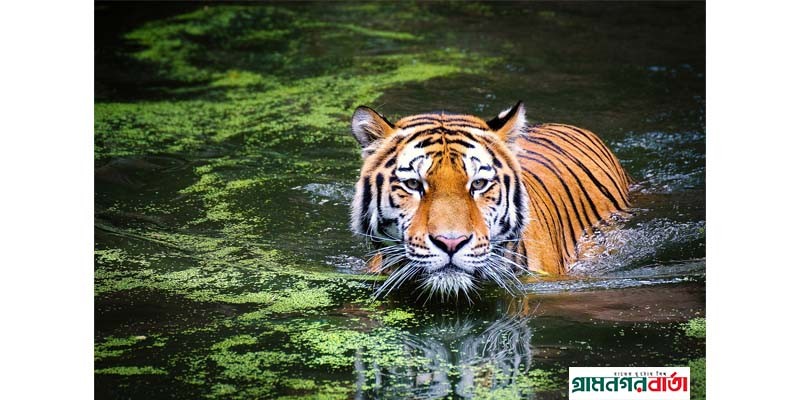 আজ আন্তর্জাতিক ব্যাঘ্র দিবস আজ আন্তর্জাতিক ব্যাঘ্র দিবস