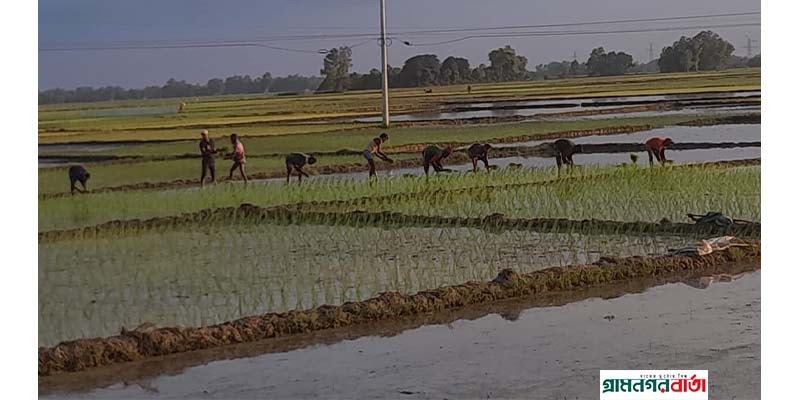নন্দীগ্রামে কৃষকরা খরিপ-২ মৌসুমে আমন ধান চাষাবাদে ব্যস্ত নন্দীগ্রামে কৃষকরা খরিপ-২ মৌসুমে আমন ধান চাষাবাদে ব্যস্ত
