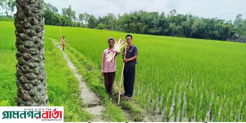 কাউনিয়ায় লাভবান হওয়ার সোনালী স্বপ্ন দেখছেন কৃষক কাউনিয়ায় লাভবান হওয়ার সোনালী স্বপ্ন দেখছেন কৃষক
