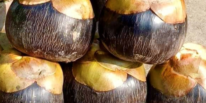 এখন গ্রামগঞ্জে তাল পিঠা খাওয়ার ধুম এখন গ্রামগঞ্জে তাল পিঠা খাওয়ার ধুম