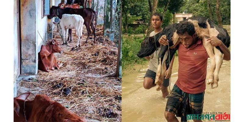 বন্যায় কুমিল্লায় প্রাণিসম্পদে ৩০৮ কোটি টাকার ক্ষতি বন্যায় কুমিল্লায় প্রাণিসম্পদে ৩০৮ কোটি টাকার ক্ষতি