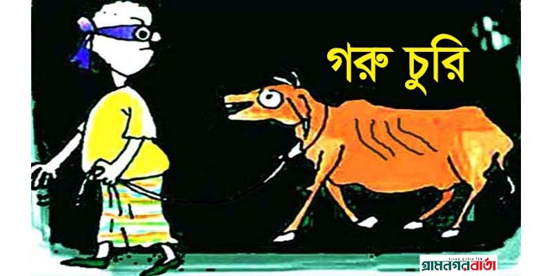 নন্দীগ্রামে তিনটি গরু চুরি নন্দীগ্রামে তিনটি গরু চুরি