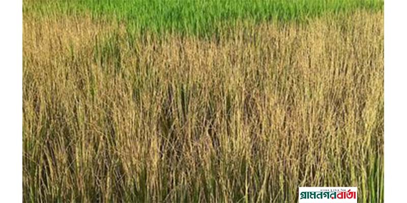 পঞ্চগড়ে আগাছানাশক ছিটিয়ে ধানক্ষেত বিনষ্টের অভিযোগ পঞ্চগড়ে আগাছানাশক ছিটিয়ে ধানক্ষেত বিনষ্টের অভিযোগ