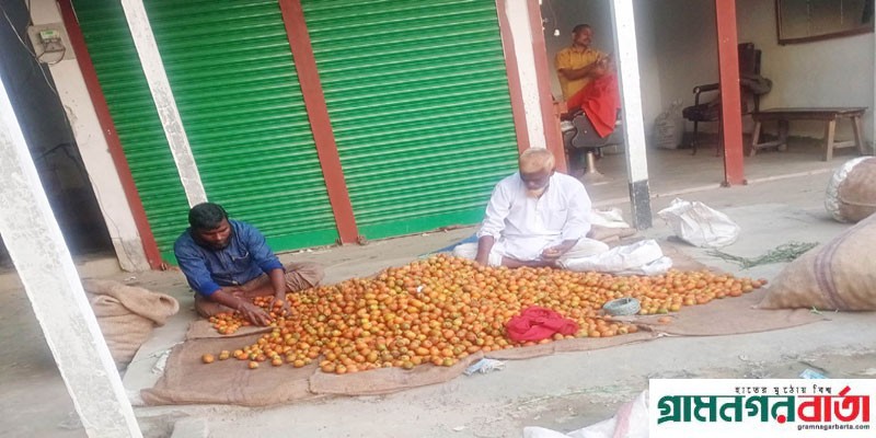 কাউনিয়ায় সুপারির বাম্পার ফলন হলেও দাম নিয়ে হতাশ চাষিরা কাউনিয়ায় সুপারির বাম্পার ফলন হলেও দাম নিয়ে হতাশ চাষিরা