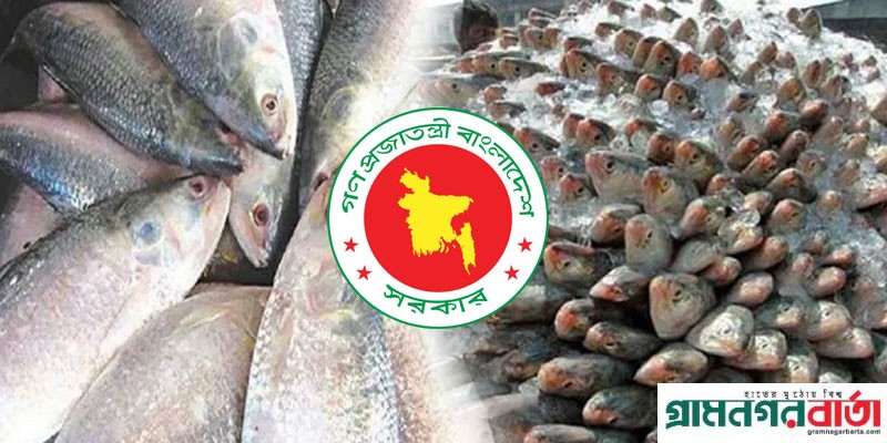 ভারতে ৩ হাজার টন ইলিশ রপ্তানির অনুমতি দিল সরকার ভারতে ৩ হাজার টন ইলিশ রপ্তানির অনুমতি দিল সরকার