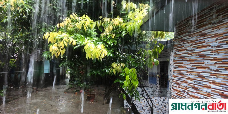 চাষিরা বেজায় খুশি, কাউনিয়ায় কাংখিত স্বস্তির বৃষ্টি চাষিরা বেজায় খুশি, কাউনিয়ায় কাংখিত স্বস্তির বৃষ্টি