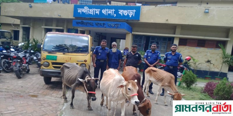 নন্দীগ্রামে ৪টি চোরাই গরু উদ্ধারসহ দুইজন গ্রেপ্তার নন্দীগ্রামে ৪টি চোরাই গরু উদ্ধারসহ দুইজন গ্রেপ্তার