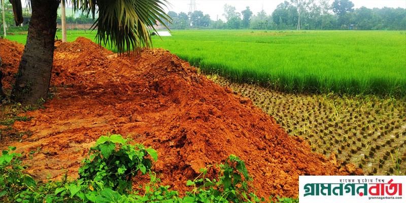 আদমদীঘিতে কাঁচা ধান কেটে অবৈধ ভাবে চলছে তিন ফসলি জমি ভরাট আদমদীঘিতে কাঁচা ধান কেটে অবৈধ ভাবে চলছে তিন ফসলি জমি ভরাট