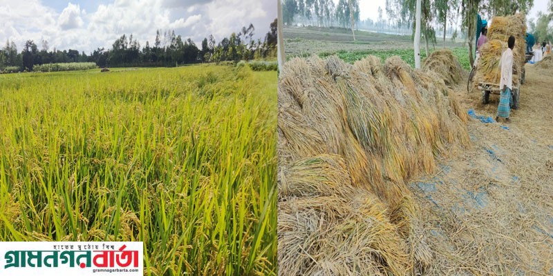 কাউনিয়ায় আগাম জাতের ধান গোলায় উঠতে শুরু করেছে কাউনিয়ায় আগাম জাতের ধান গোলায় উঠতে শুরু করেছে