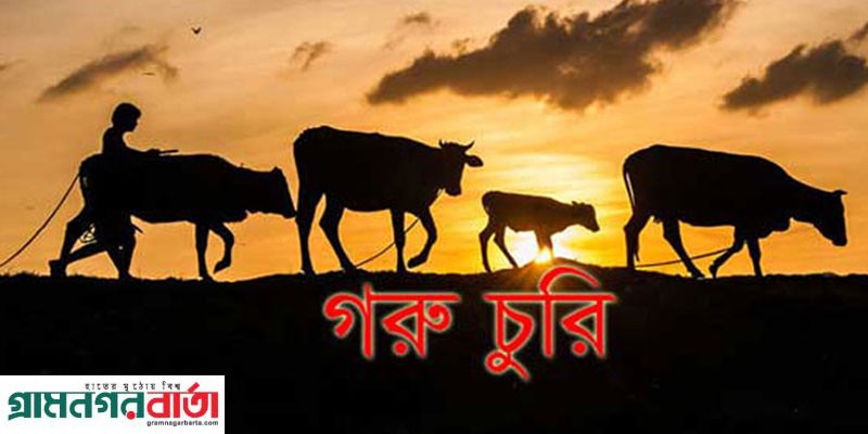 আদমদীঘিতে গোলায় ঘরের তালা ভেঙে ৩টি গরু চুরি আদমদীঘিতে গোলায় ঘরের তালা ভেঙে ৩টি গরু চুরি