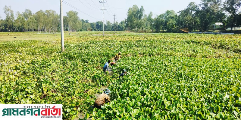 কাউনিয়ায় দেশী প্রজাতির সুসাদু মাছ দিন দিন হারিয়ে যাচ্ছে কাউনিয়ায় দেশী প্রজাতির সুসাদু মাছ দিন দিন হারিয়ে যাচ্ছে