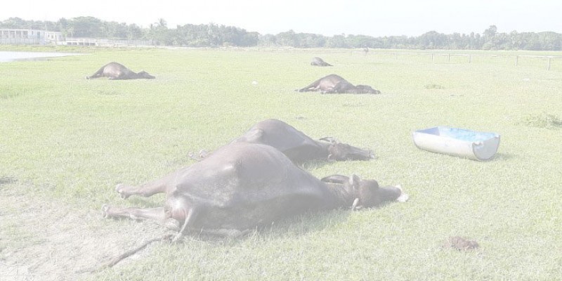 বাগেরহাটে মহিষ প্রজনন খামারে ১৮ মহিষের রহস্যজনক মৃত্যু বাগেরহাটে মহিষ প্রজনন খামারে ১৮ মহিষের রহস্যজনক মৃত্যু