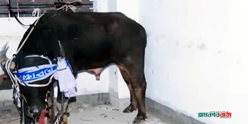 মগবাজারে মহিষের গুঁতোয় নারীর মৃত্যু মগবাজারে মহিষের গুঁতোয় নারীর মৃত্যু