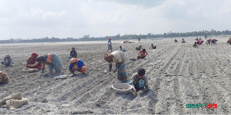 অধিক লাভের আশায় কাউনিয়ায় চরাঞ্চলে আগাম আলু চাষে ধুম পড়েছে অধিক লাভের আশায় কাউনিয়ায় চরাঞ্চলে আগাম আলু চাষে ধুম পড়েছে