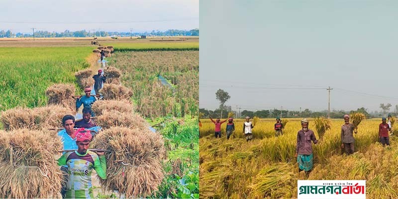 নন্দীগ্রামে পুরোদমে চলছে আমন ধান কাটা-মাড়াইয়ের কাজ নন্দীগ্রামে পুরোদমে চলছে আমন ধান কাটা-মাড়াইয়ের কাজ