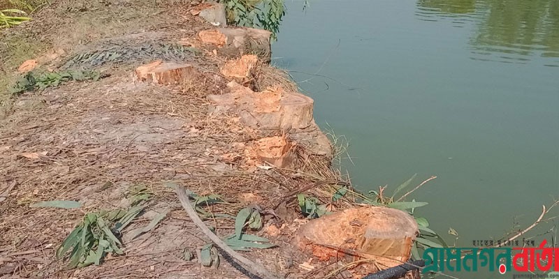 আদমদীঘিতে ইউপি সদস্যের বিরুদ্ধে গাছ কাটার অভিযোগ, প্রশাসন নীরব আদমদীঘিতে ইউপি সদস্যের বিরুদ্ধে গাছ কাটার অভিযোগ, প্রশাসন নীরব