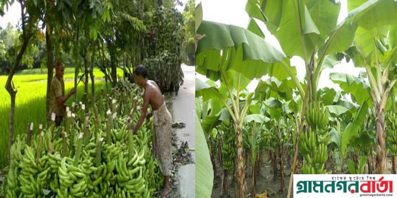 কলার বাম্পার ফলন, দাম পেয়ে কাউনিয়ায় কৃষকের মুখে হাসি কলার বাম্পার ফলন, দাম পেয়ে কাউনিয়ায় কৃষকের মুখে হাসি
