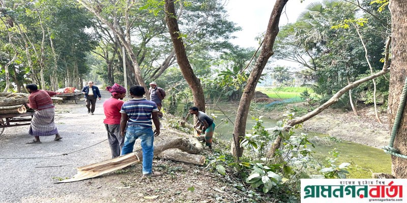 মাদারীপুরে কেঁটে নিচ্ছে রাস্তার গাছ, প্রশাসন নিরব মাদারীপুরে কেঁটে নিচ্ছে রাস্তার গাছ, প্রশাসন নিরব