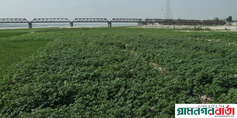 কাউনিয়ায় দাম নিয়ে শঙ্কায় চাষিরা, আলুর বাম্পার ফলনের সম্ভাবনা কাউনিয়ায় দাম নিয়ে শঙ্কায় চাষিরা, আলুর বাম্পার ফলনের সম্ভাবনা