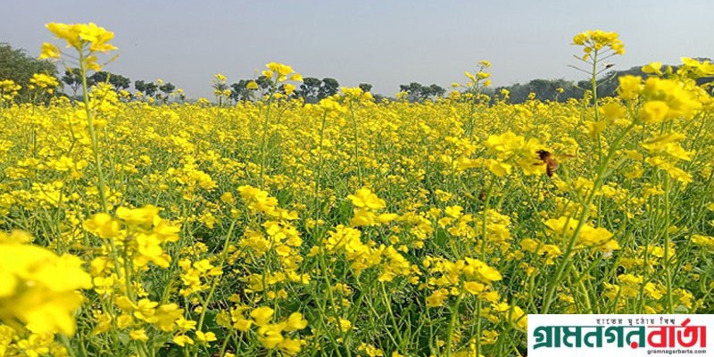 নন্দীগ্রামে সরিষা ফুলে মৌমাছির আনাগোনা নন্দীগ্রামে সরিষা ফুলে মৌমাছির আনাগোনা