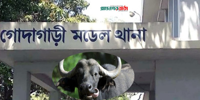বিজিবিকে মেরে মহিষ ছিনতাই, ১২ জনের নামে মামলা বিজিবিকে মেরে মহিষ ছিনতাই, ১২ জনের নামে মামলা