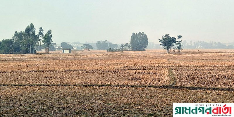 আদমদীঘিতে সেচের পানির দাম বেশি চাওয়ায় বিপাকে কৃষকরা আদমদীঘিতে সেচের পানির দাম বেশি চাওয়ায় বিপাকে কৃষকরা