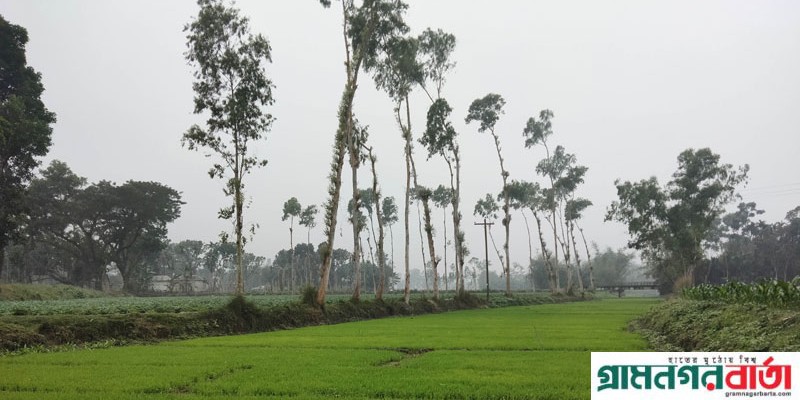 কাউনিয়ায় মানস নদীতে বোরো বীজতলা সবুজের সমারোহ কাউনিয়ায় মানস নদীতে বোরো বীজতলা সবুজের সমারোহ