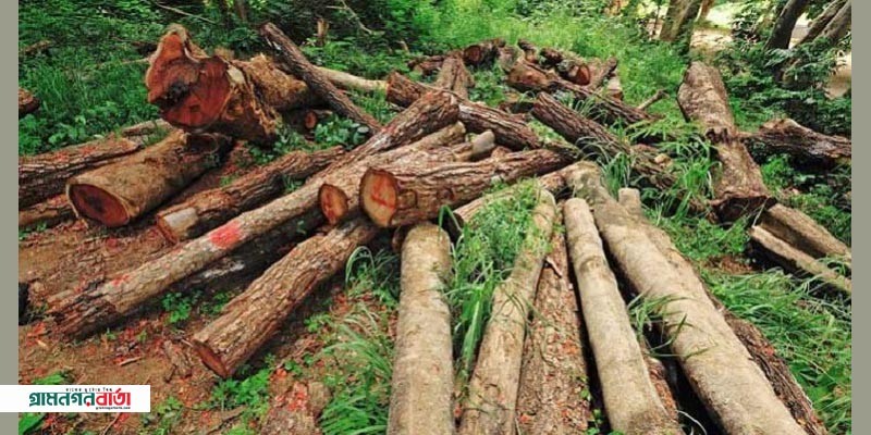 অনুমতি ছাড়া গাছ কাটা যাবে না : হাইকোর্টের রায় অনুমতি ছাড়া গাছ কাটা যাবে না : হাইকোর্টের রায়