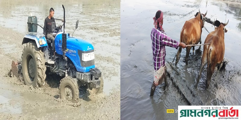 কাউনিয়ায় গরু মহিষের হাল হারিয়ে যাচ্ছে, স্থান করেছে যান্ত্রিক ট্রাকটর কাউনিয়ায় গরু মহিষের হাল হারিয়ে যাচ্ছে, স্থান করেছে যান্ত্রিক ট্রাকটর