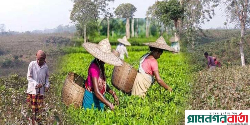 সিলেটের চা বাগান গুলো প্রুনিং পদ্ধতি শুরু সিলেটের চা বাগান গুলো প্রুনিং পদ্ধতি শুরু